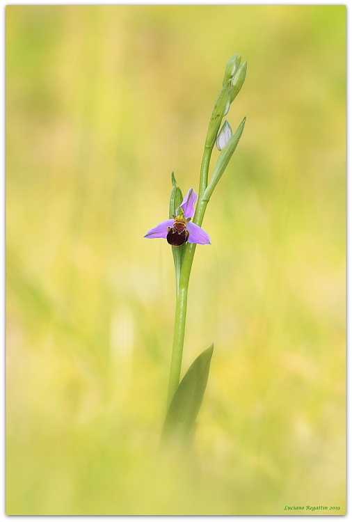 Ophrys apifera